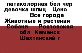 патиколорная бел/чер девочка шпиц › Цена ­ 15 000 - Все города Животные и растения » Собаки   . Ростовская обл.,Каменск-Шахтинский г.